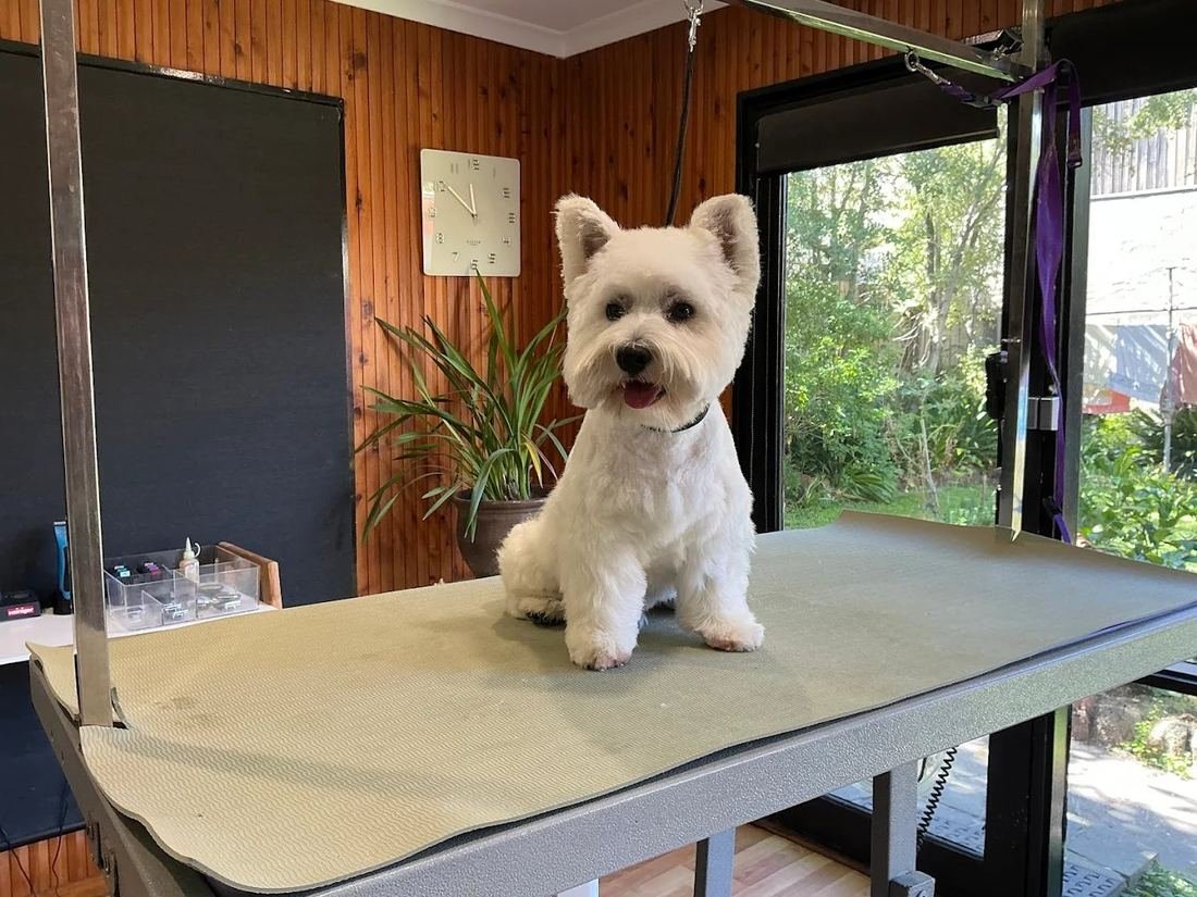 Westie after groom