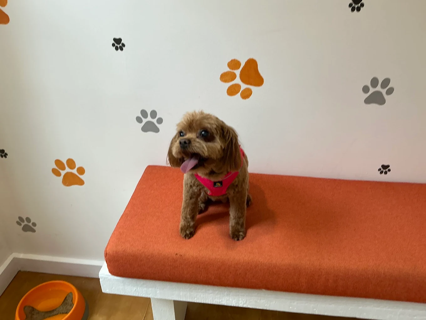 Cavoodle with pink harness