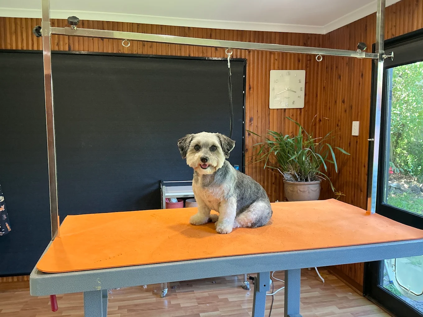Schnauzer after groom