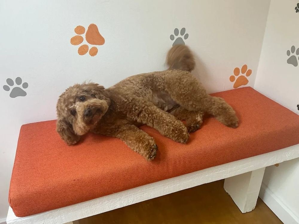 Cavoodle relaxing
