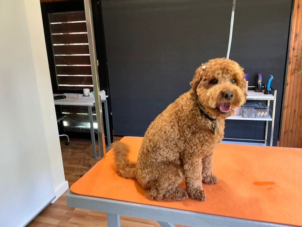Golden labradoodle
