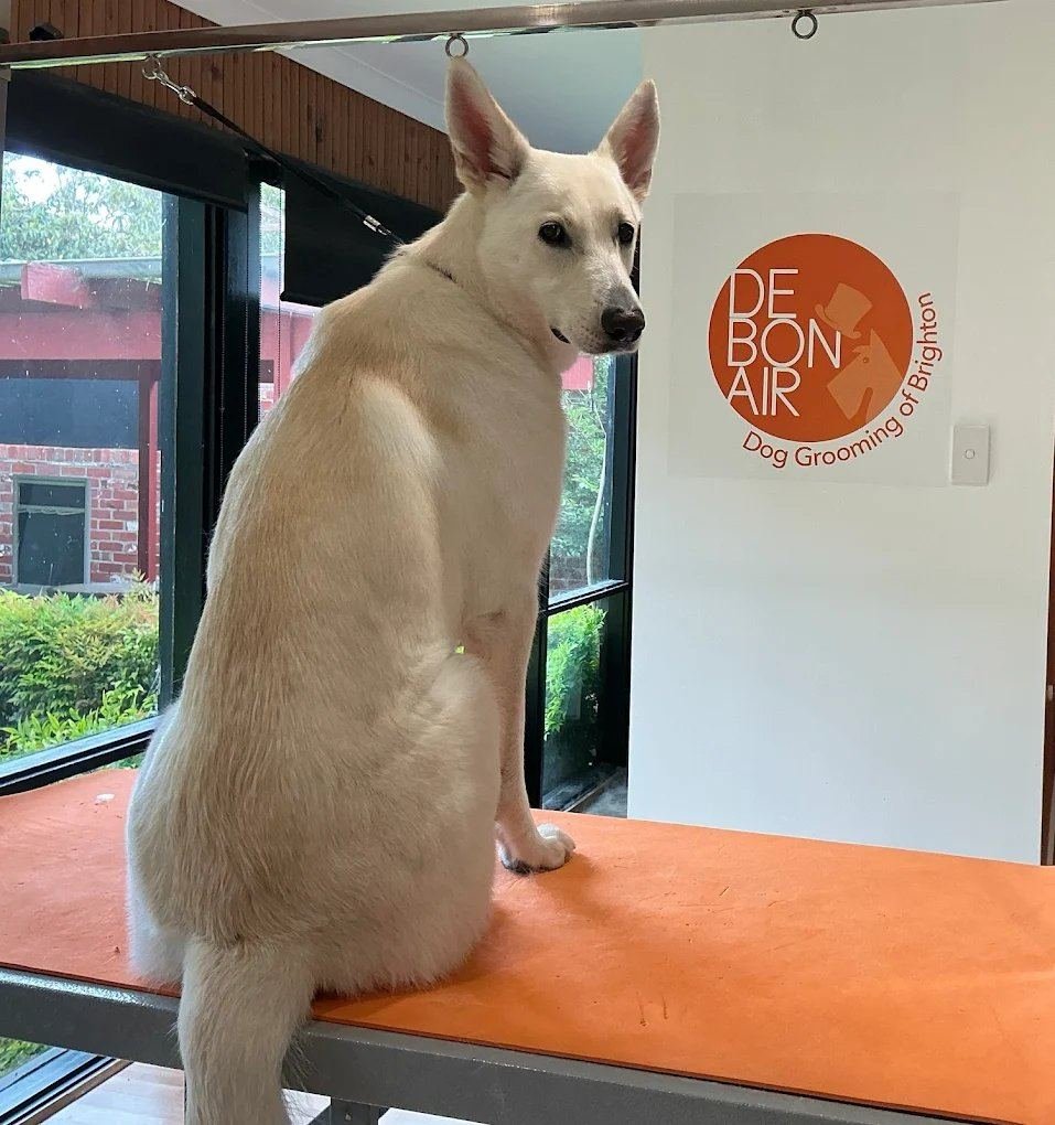 White shepherd