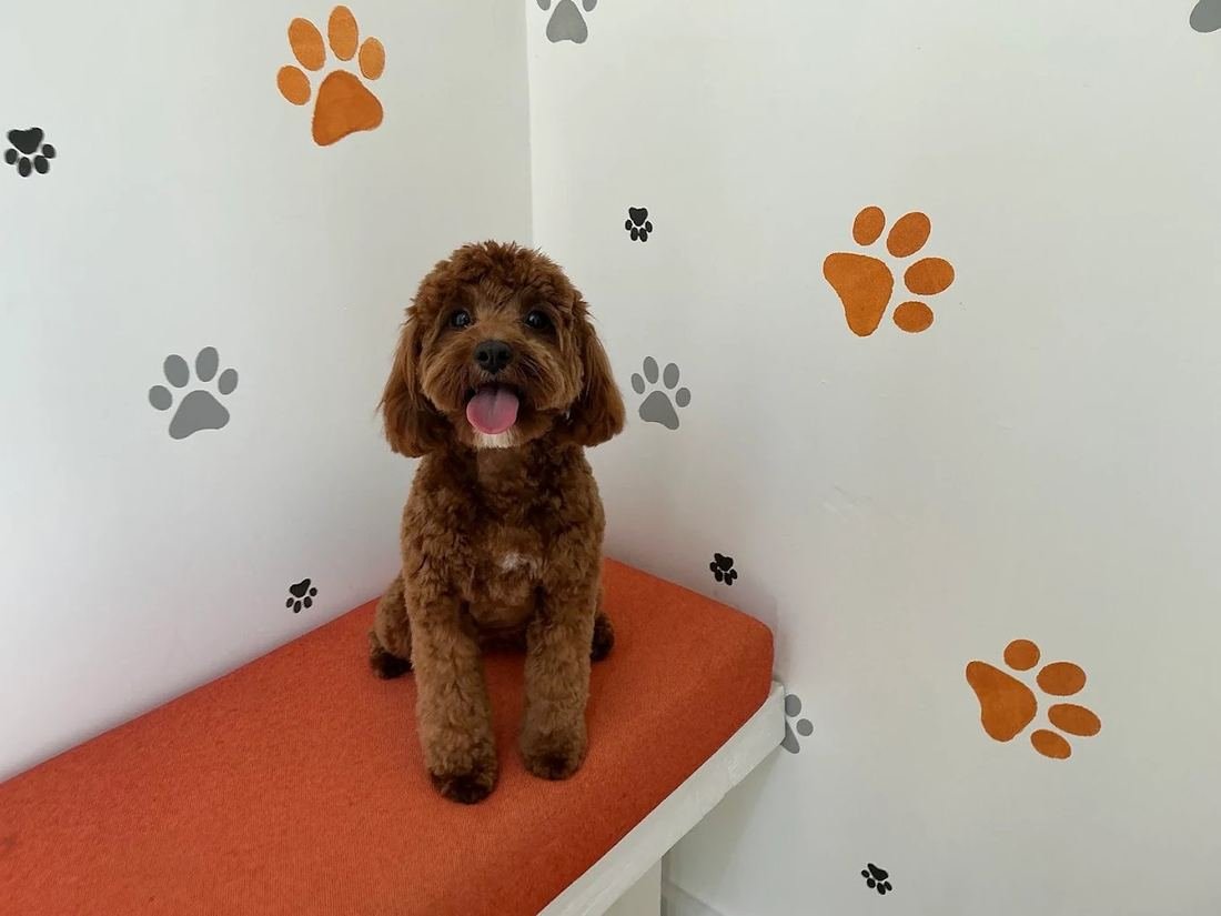 Cavoodle paw wall